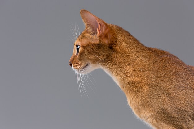 Retrato de gato joven abisinio de raza pura