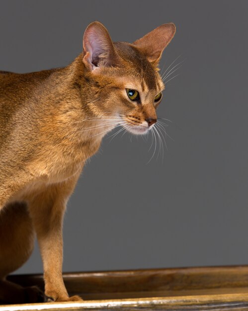 Retrato de gato joven abisinio de raza pura