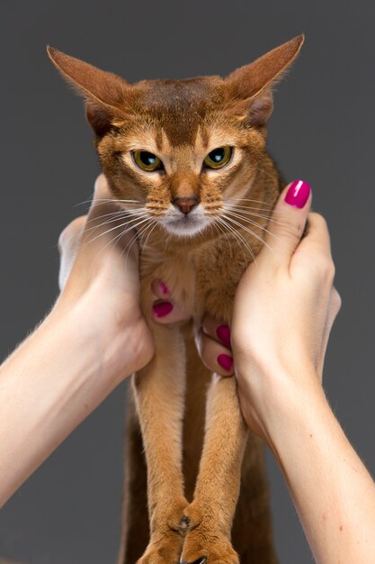 Retrato de gato joven abisinio de raza pura