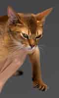 Foto gratuita retrato de gato joven abisinio de raza pura