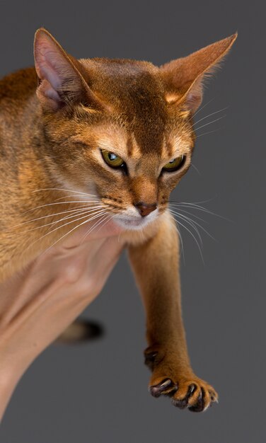 Retrato de gato joven abisinio de raza pura