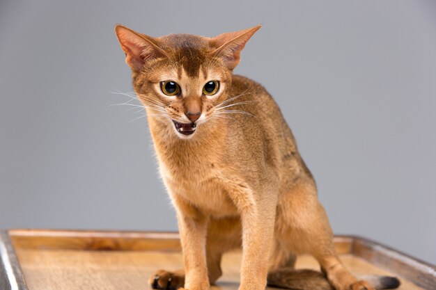 Retrato de gato joven abisinio de raza pura