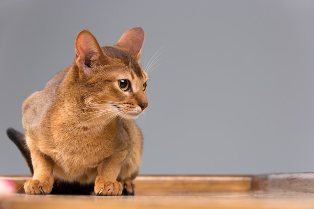 Retrato de gato joven abisinio de raza pura