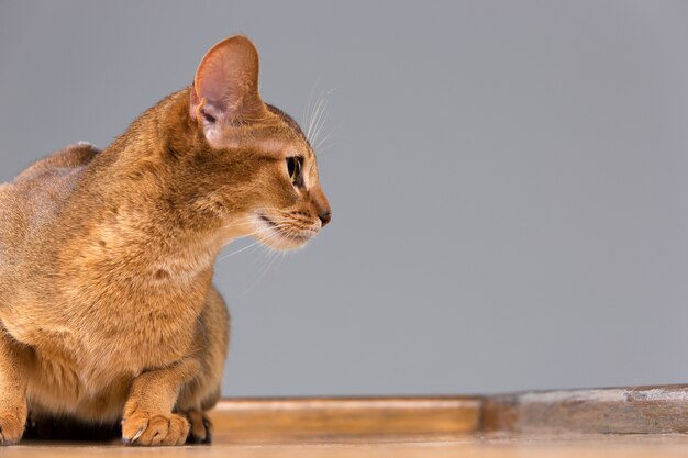 Retrato de gato joven abisinio de raza pura