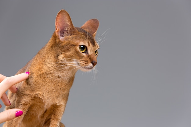 Foto gratuita retrato de gato joven abisinio de raza pura