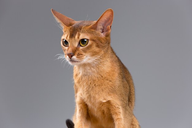 Retrato de gato joven abisinio de raza pura