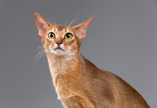 Foto gratuita retrato de gato joven abisinio de raza pura