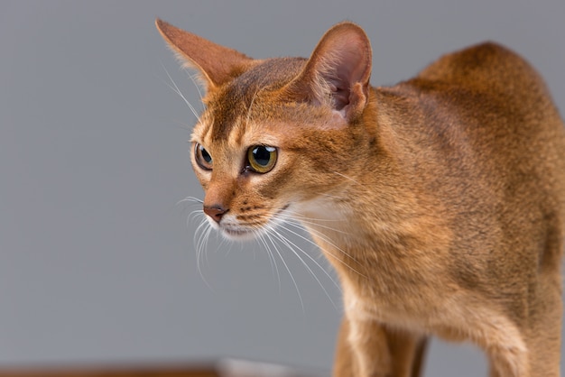 Foto gratuita retrato de gato joven abisinio de raza pura