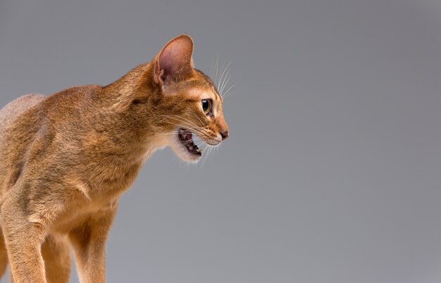 Retrato de gato joven abisinio de raza pura