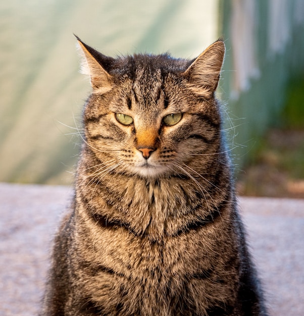 Retrato de un gato rayado gruñón bajo la luz del sol con un fondo borroso