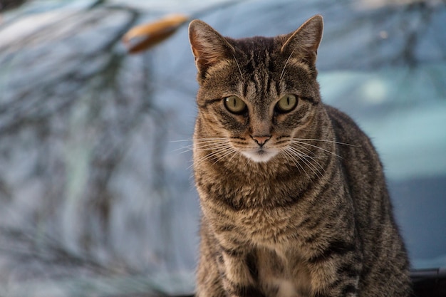 Retrato de gato sobre fondo borroso