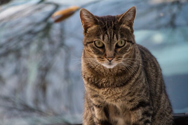 Retrato de gato sobre fondo borroso