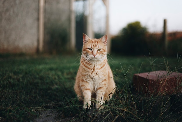 Foto gratuita retrato, de, un, gato