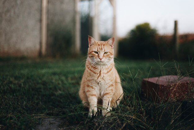 Retrato, de, un, gato