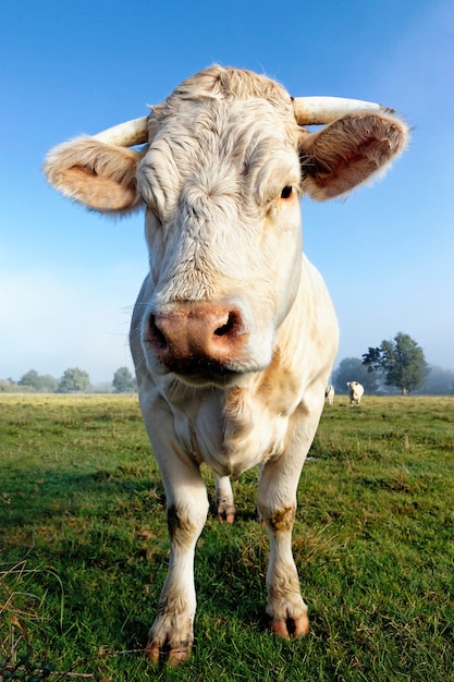 Retrato de gran vaca blanca en la mañana