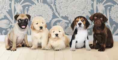 Foto gratuita retrato de grupo de cinco adorables cachorros.