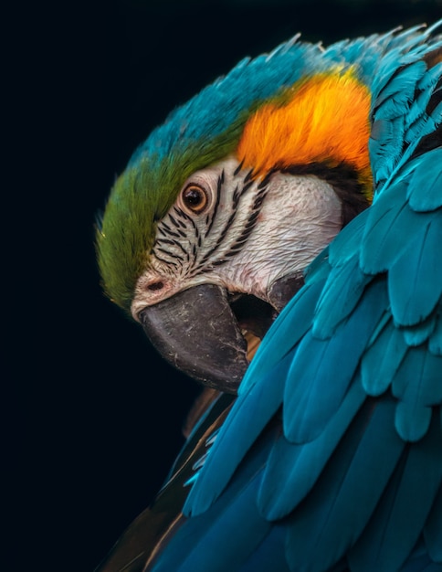 Retrato de un guacamayo aislado sobre una superficie negra