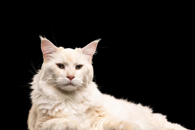 Retrato de hermoso gato doméstico posando, mirando a cámara aislada sobre fondo negro