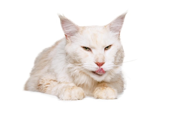 Retrato de hermoso gato peludo blanco posando aislado sobre fondo blanco de estudio