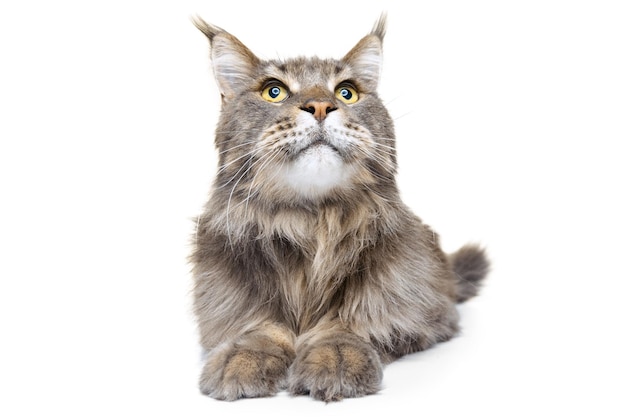 Retrato de hermoso gato peludo posando