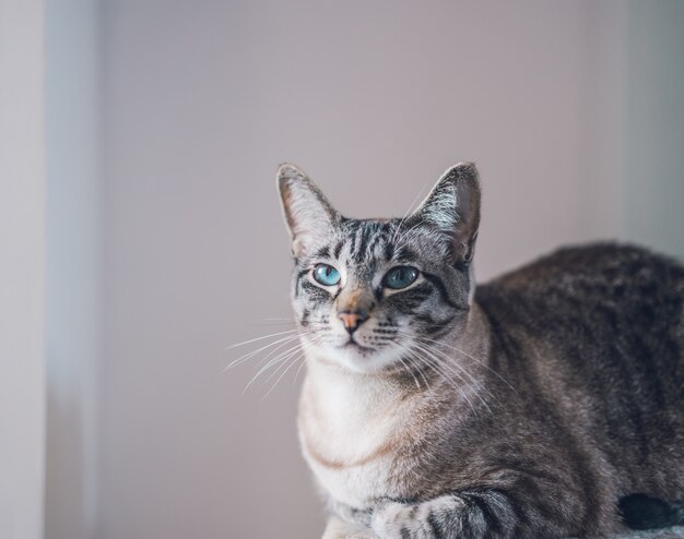 Retrato de un hermoso lindo gato doméstico con ojos azules