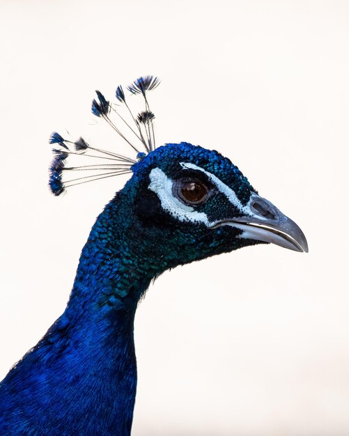 Retrato de un hermoso pavo real azul
