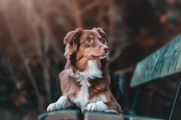 Retrato de un hermoso perro pastor australiano marrón y blanco posando en la naturaleza al atardecer