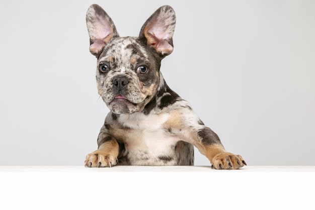 Retrato de hermoso perro de raza pura cachorro de bulldog francés posando mirando a la cámara aislada sobre fondo gris de estudio