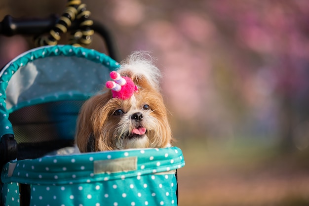 Foto gratuita retrato hermoso de la primavera del perro de shih tzu en el parque floreciente del rosa de la flor.