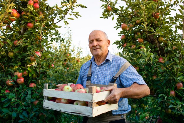 Retrato de hombre senior con caja llena de manzanas en huerto de frutas