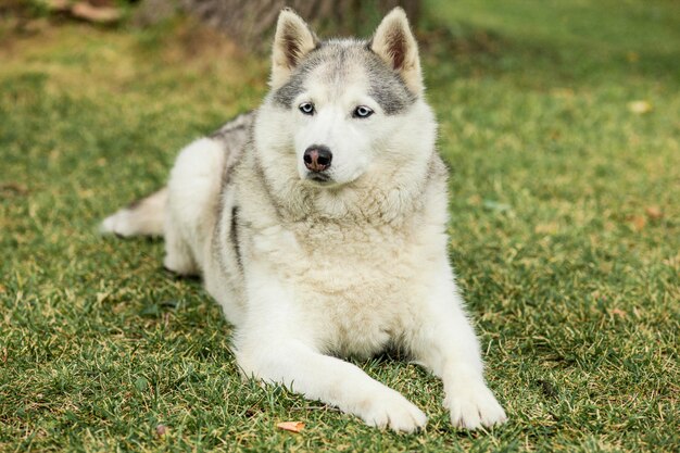 Retrato de husky siberiano