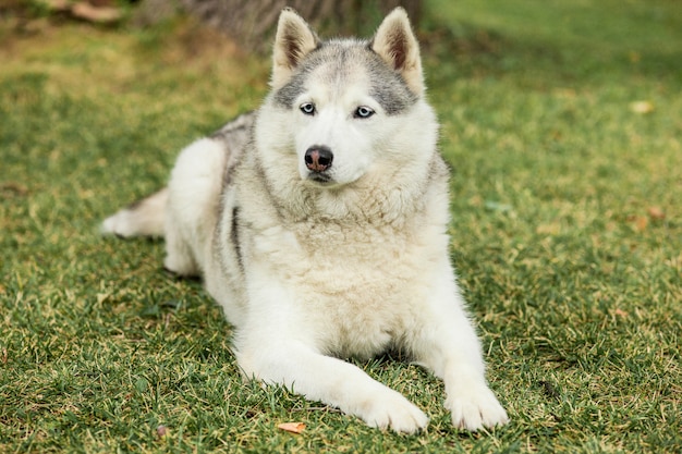 Retrato de husky siberiano