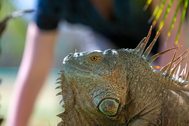 Retrato de iguana tropical