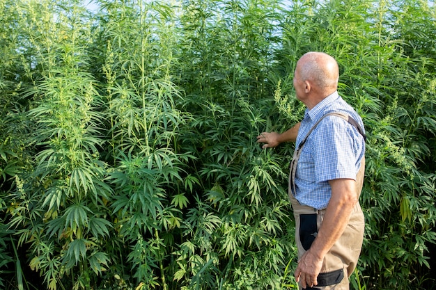Retrato de ingeniero agrónomo senior mirando cáñamo o plantas de cannabis en el campo y planta de cannabis sativa