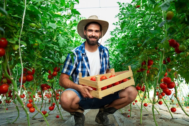 Retrato de joven agricultor sonriente con vegetales de tomate recién cosechados y de pie en el jardín de invernadero