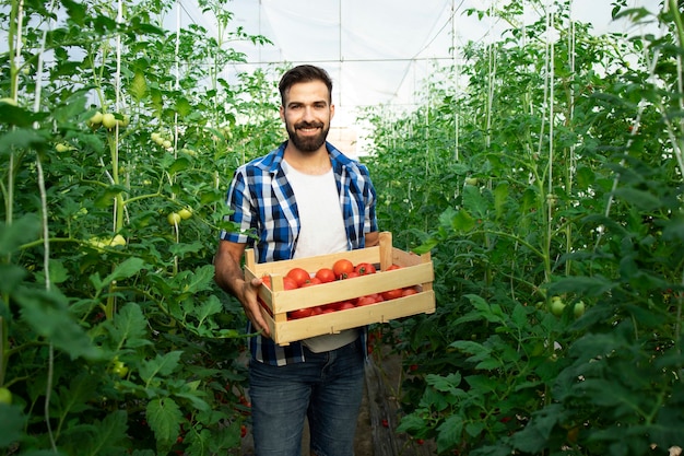 Retrato de joven agricultor sonriente con vegetales de tomate recién cosechados y de pie en el jardín de invernadero
