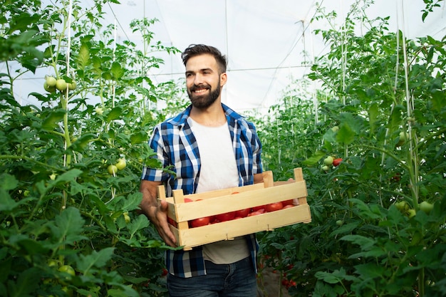 Retrato de joven agricultor sonriente con vegetales de tomate recién cosechados y de pie en el jardín de invernadero