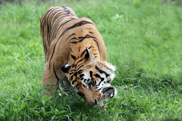 retrato, de, joven, bengala, tigre, primer plano, cabeza, tigre de bengala