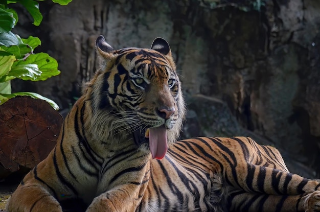 retrato, de, joven, bengala, tigre, primer plano, cabeza, tigre de bengala