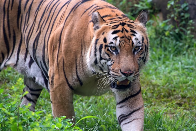 retrato, de, joven, bengala, tigre, primer plano, tigre