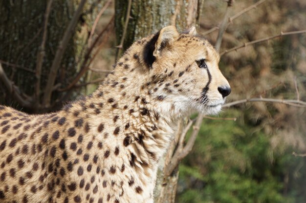 Retrato de un joven leopardo mirando de cerca a la derecha en la naturaleza