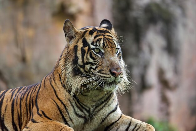 Retrato de joven tigre de bengala