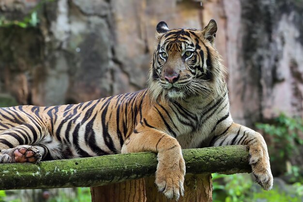 Retrato de joven tigre de bengala