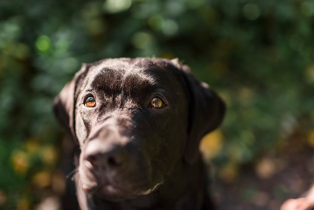 Retrato de un labrador negro en el parque