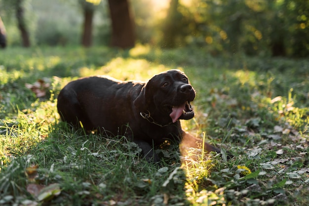 Retrato de un labrador negro sacando la lengua tumbado en la hierba verde