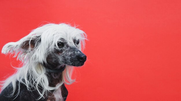 Retrato de lado de un cachorro crestado chino con copia espacio de fondo