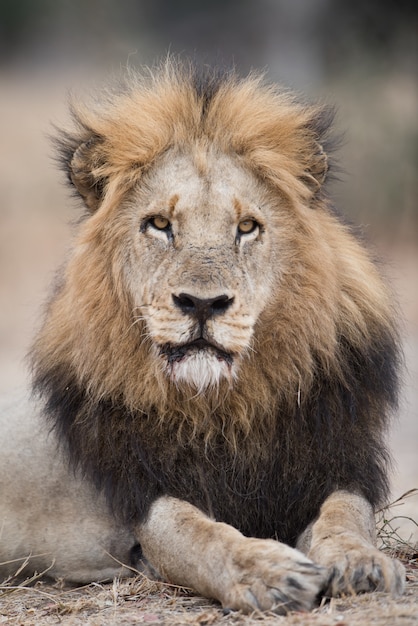 Retrato de León tendido en el suelo