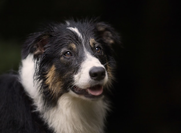 Retrato de una linda raza de perro Border Collie en negro