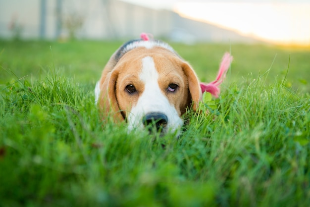 Retrato lindo del beagle