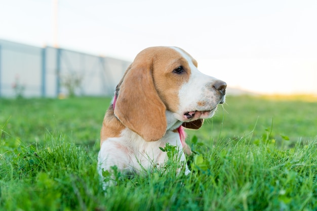 Foto gratuita retrato lindo del beagle